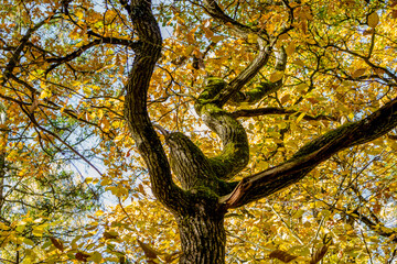 Sinuous oak trunk with yellow foliage in autumn