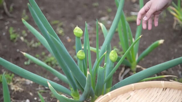 ネギ坊主を取る様子