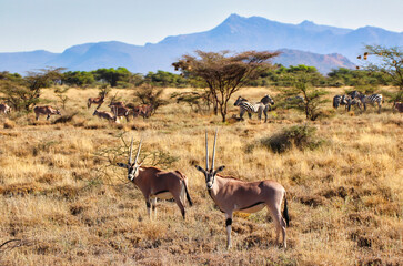 A Pair of endangered Beisa Oryx,native to North Kenya watch out for danger in the dry grass plains...