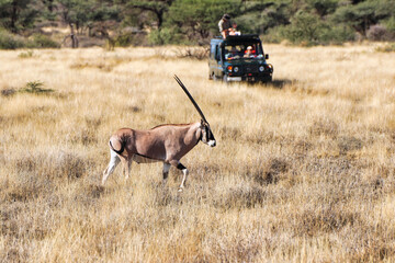 An Endangered Beisa Oryx,endemic to North Kenya moves across the dry grass plains of the Buffalo...