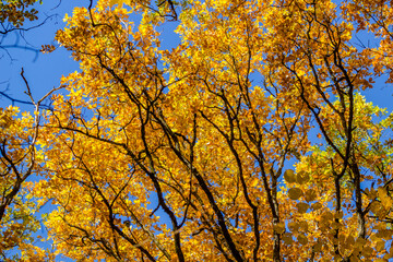 Yellow autumn foliage of trees against the blue sky, beautiful background