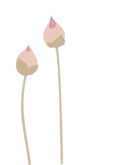 Illustration of pink lotus flower