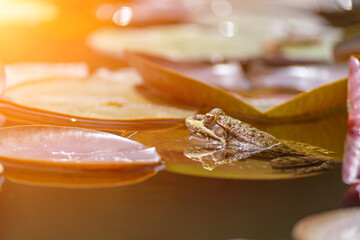 frog leaf water lily. A small green frog is sitting at the edge of water lily leaves in a pond