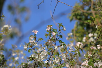 Japanese wild cherry blossoms 