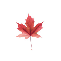 Single red leaf on Transparent Background