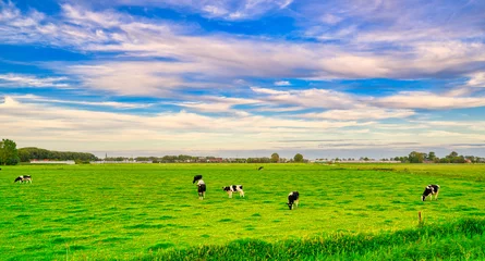 Fototapeten Cows grazing the meadows of rural Holland. © Alex de Haas