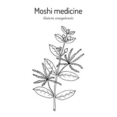 Moshi medicine, or guier du Senegal (Guiera senegalensis), medicinal plant. Hand drawn botanical vector illustration