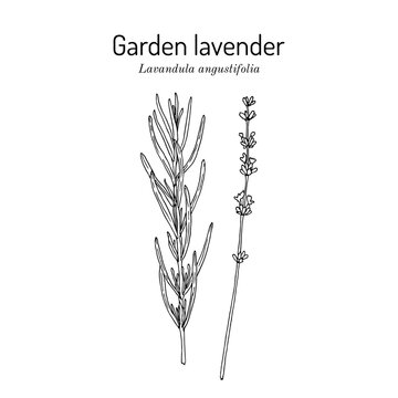 Garden lavender (Lavandula angustifolia), medicinal and ornamental plant. Hand drawn botanical vector illustration