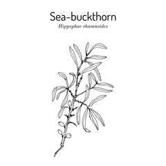 Sea-buckthorn (hippophae rhamnoides), edible and medicinal plant. Hand drawn botanical vector illustration