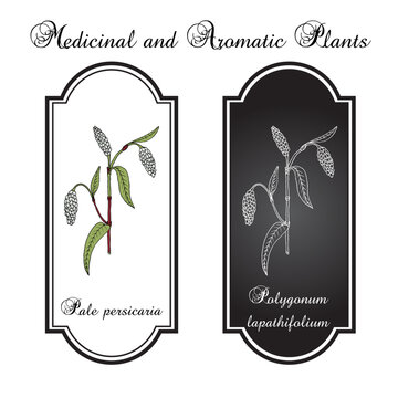 Pale persicaria (Polygonum lapathifolium), medicinal plant. Hand drawn botanical vector illustration