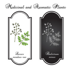 Lesser meadow-rue (Thalictrum minus), medicinal plant. Hand drawn botanical vector illustration