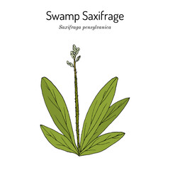 Swamp Saxifrage (Saxifraga pensylvanica), medicinal and edible plant. Hand drawn botanical vector illustration