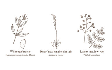 Collection of edible and medicinal plants. Hand drawn botanical vector illustration