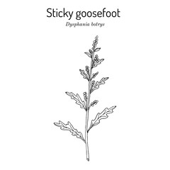 Sticky goosefoot (Dysphania or Chenopodium botrys ), medicinal and edible plant. Hand drawn botanical vector illustration