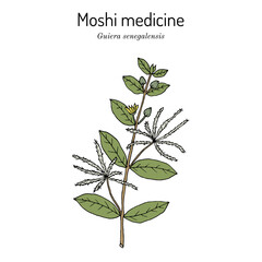 Moshi medicine, or guier du Senegal (Guiera senegalensis), medicinal plant. Hand drawn botanical vector illustration