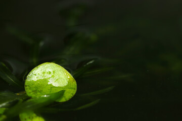 暗い水面に浮葉植物アマゾンフロッグビット（自然光＋マクロ接写写真）