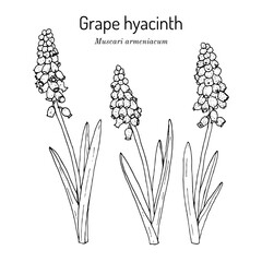 Grape hyacinth (Muscari armeniacum), ornamental and medicinal plant. Hand drawn botanical vector illustration