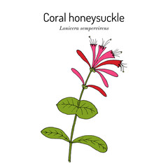 Coral Honeysuckle (Lonicera sempervirens), ornamental and medicinal plant. Hand drawn botanical vector illustration