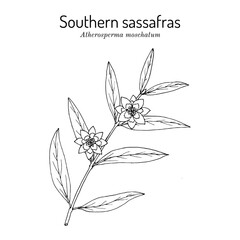 Southern or blackheart sassafras (Atherosperma moschatum), edible and medicinal plant. Hand drawn botanical vector illustration