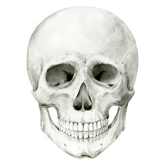Illustration of a human skull on a white background. Watercolor Halloween decor, vintage mystical decor. Vintage cranium on the front. Anatomic detailed drawing of a skeleton bone.