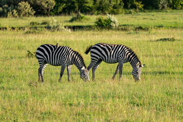 Fototapeta na wymiar zebra eating grass, africam Safari, Mexico