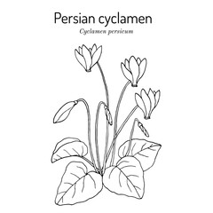Persian cyclamen (cyclamen persicum), ornamental plant