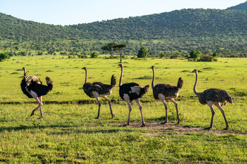 Group of common ostrich, Struthio camelus, in warm golden morning light. green savannah background and blue sky.