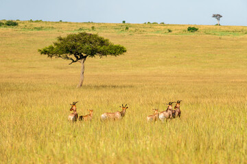 Antelopes graze in the tall dry grass in African savannah in Kenya.