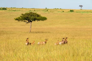Fotobehang Antelopes graze in the tall dry grass in African savannah in Kenya. © diy13