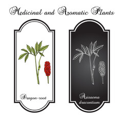 Dragon-root or green dragon (arisaema dracontium), medicinal plant. Hand drawn botanical vector illustration