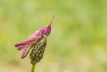 magenta colored grasshopper, Chorthippus sp., orthoptera, erythrism, red pigment, genetic, mutation, structure, jumpping legs, Plantago, ribwort plantain, protective coloration, natural selection