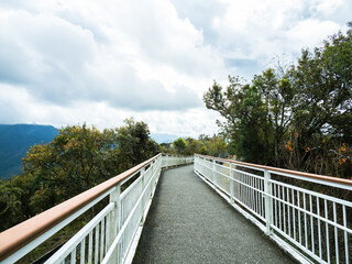 skywalk in the forest surrounded by mountains