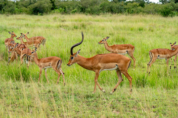Naklejka na ściany i meble Watching wild animals on safari in Kenya or Tanzania. Impala in Massai Mara Kenya, East Africa.