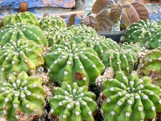 Pretty domino cactus OR Night-blooming Hedge-hog (Lobivia ancistrophora) in the pot. Green easter...