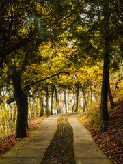 A beautiful trail surrounded by green trees on both sides.