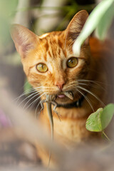 close up portrait of a red cat catch lizard - 775602645