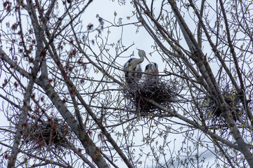 Ardea cinerea. Pair of gray herons in the nest in a colony located in a poplar forest.
