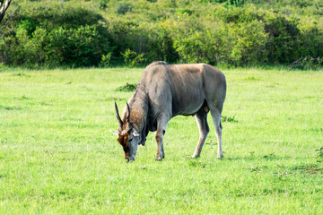 large male eland antelope grazing in savanna