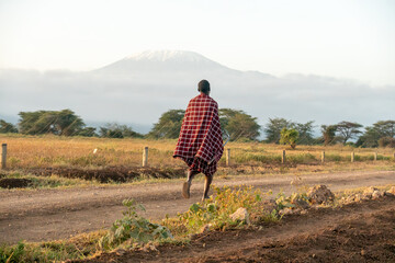 Maasai walking in the savannah at in kenya Africa