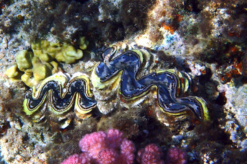 Giant Clam from the Red Sea - 775605448