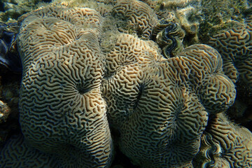 coral reef in Egypt, Makadi Bay - 775605465