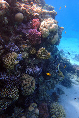nice coral reef in the Egypt, Safaga - 775605467