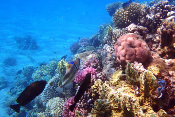 Fototapeta na wymiar nice coral reef in the Egypt, Safaga