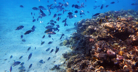 nice coral reef in the Egypt, Safaga - 775605491