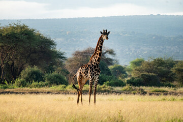 A giraffe walks among the trees in the savannah. Beautiful African landscape. Masai Mara kenya....