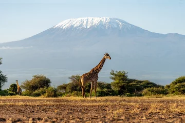 Papier Peint photo autocollant Kilimandjaro Giraffe and acacia trees with Mount Kilimanjaro in background. Beautiful African landscape with savannah animals and mountains.
