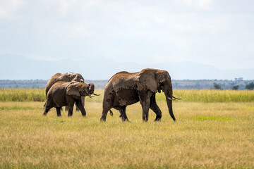 African elephant gracefully roaming its natural habitat. majestic elephant, adorned with impressive...