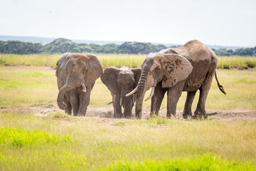 Naklejka na ściany i meble Elephant in Tsavo East National park. Kenya. A family of African elephants bathes in mud.
