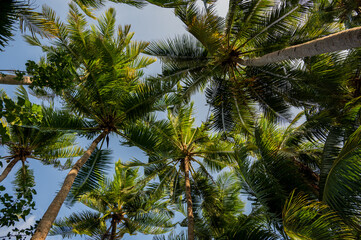 Fototapeta na wymiar Palm trees in a dense green forest.