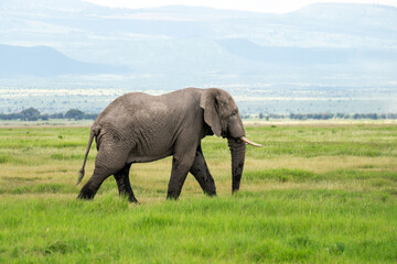 A young elephant walking in field. A large African elephant on the background of a beautiful savannah African landscape. Safari in Kenya and Tanzania.